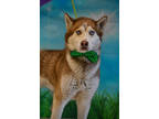 Adopt Lane a White Alaskan Klee Kai / Mixed Breed (Medium) / Mixed (short coat)