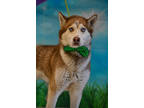 Adopt Lane a White Husky / Mixed dog in Twin Falls, ID (41040226)