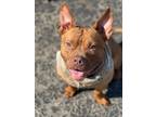 Adopt Buckwheat a Red/Golden/Orange/Chestnut - with White American Pit Bull