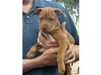 Adopt lil red a Red/Golden/Orange/Chestnut - with White Boxer / Black Mouth Cur