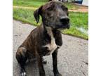Adopt Zuzu a Brown/Chocolate Labrador Retriever / Mixed dog in Bryan