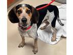 Adopt Hunter a Bluetick Coonhound dog in SAINT AUGUSTINE, FL, FL (41195931)