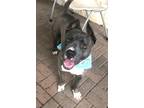 Adopt Gulliver a Brindle American Pit Bull Terrier / Mixed Breed (Medium) /