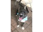 Adopt Gulliver a Brindle American Pit Bull Terrier / Mixed dog in Mesquite