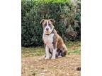 Adopt Queen a Brindle - with White Pit Bull Terrier / Mixed dog in Southbury