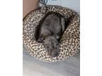 Adopt Bonnett a Black American Pit Bull Terrier / Mixed Breed (Medium) / Mixed