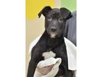 Adopt Vivian a Black Retriever (Unknown Type) / Mixed dog in Gulfport