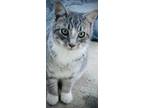 Adopt Josie Gray a Gray or Blue (Mostly) American Shorthair / Mixed (short coat)