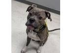 Adopt Drill Bit a Brindle Terrier (Unknown Type, Small) / Mixed dog in Gulfport