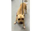 Adopt Patty a American Staffordshire Terrier / Mixed dog in Midwest City