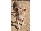 Adopt Carmindy DIRP 3/12/24 a Merle American Pit Bull Terrier / Mixed Breed
