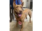 Adopt Wolfy a Brown/Chocolate - with White German Shepherd Dog / Mixed Breed