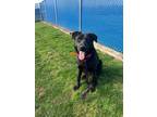 Adopt Reinger a Black German Shepherd Dog / Mixed Breed (Medium) / Mixed (short