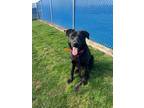 Adopt Reinger a Black German Shepherd Dog / Mixed dog in Millersburg