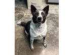 Adopt Shiela a Black Australian Cattle Dog / Mixed Breed (Medium) / Mixed (short