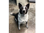 Adopt Shiela a Black Australian Cattle Dog / Mixed dog in Paducah, KY (40452530)