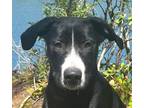Adopt MAXIE - Local - sf (Abbotsford) a Black - with White Labrador Retriever /