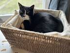Adopt Phantom a Black (Mostly) American Shorthair (short coat) cat in Lansdale