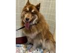 Adopt Rex a Red/Golden/Orange/Chestnut Husky / Mixed dog in Bartonsville