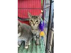 Adopt Crystal George a Brown Tabby Domestic Shorthair / Mixed (short coat) cat