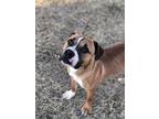 Adopt Charlie Brown a Tan/Yellow/Fawn - with White Black Mouth Cur / Boxer /