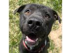 Adopt Shadow a Black - with White Terrier (Unknown Type, Medium) / Mixed dog in
