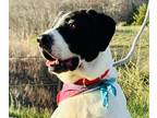 Adopt Batman a White - with Black Great Dane / Mixed dog in Bakersville