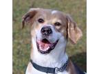 Adopt Theo a Tan/Yellow/Fawn Treeing Walker Coonhound / Mixed Breed (Medium) /