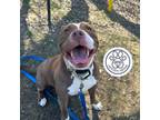 Adopt Peach a Brown/Chocolate Mixed Breed (Medium) / Mixed dog in Menands
