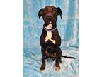 Adopt Earl a Black - with White Labrador Retriever / Mixed dog in Manhattan