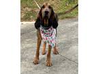 Adopt Macy-GA a Brown/Chocolate - with Black Bloodhound / Mixed dog in