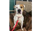 Adopt Bucky a White - with Red, Golden, Orange or Chestnut Boxer / Mixed Breed