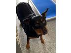 Adopt Daisy a Black German Shepherd Dog / Mixed dog in Shawnee, OK (41194506)