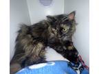 Adopt LaVern a Domestic Longhair / Mixed (medium coat) cat in Lagrange