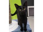 Adopt Zura a Domestic Shorthair / Mixed (short coat) cat in Greeneville