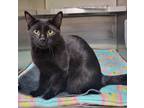 Adopt Bitsy a Domestic Shorthair / Mixed (short coat) cat in Greeneville