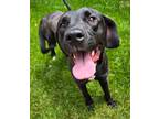 Adopt Timber a Labrador Retriever / American Staffordshire Terrier / Mixed dog
