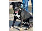 Adopt Blackjack a Labrador Retriever / Mixed dog in Jackson, MS (41194386)