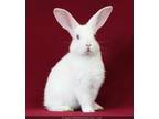 Adopt Yori a New Zealand / Mixed (short coat) rabbit in Scotts Valley