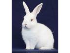 Adopt Nazomi a New Zealand / Mixed (short coat) rabbit in Scotts Valley