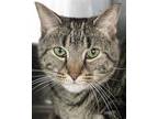 Adopt Brenna a Domestic Shorthair / Mixed cat in Kennesaw, GA (41194408)