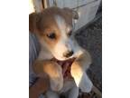 Adopt Mercedes a Husky / Mixed dog in PAHRUMP, NV (39265060)