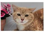 Adopt Tjapkes 5 - Chase a Orange or Red (Mostly) Domestic Shorthair / Mixed cat