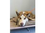 Adopt CANELO a Husky / Mixed dog in Lindsay, CA (41194257)