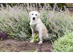 Adopt Zeke a White Great Pyrenees / Anatolian Shepherd dog in oklahoma city