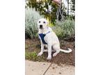 Adopt Zefir a White Great Pyrenees / Anatolian Shepherd dog in oklahoma city