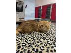 Adopt Ginger a Orange or Red Domestic Longhair / Mixed cat in Stockton