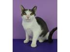 Adopt Kenley a Gray or Blue (Mostly) Domestic Shorthair / Mixed (short coat) cat