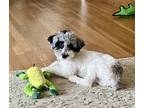 Adopt Trent a White - with Gray or Silver Miniature Poodle / Mixed dog in Cherry