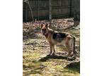 Adopt Maggie a Black - with Tan, Yellow or Fawn German Shepherd Dog / Mixed dog